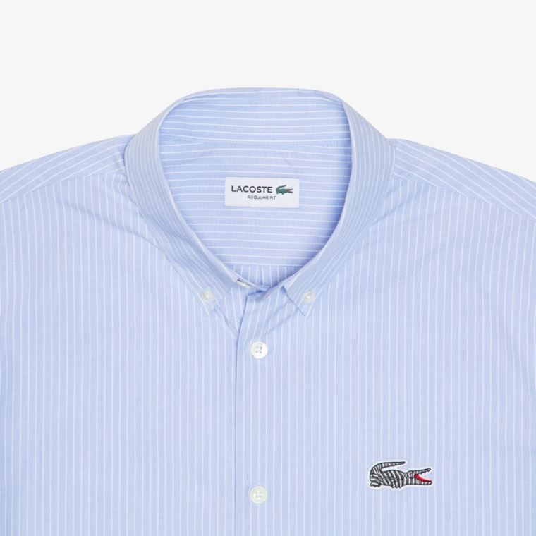 Lacoste x National Geographic Regular Fit Striped Bomull Shirt Blå Hvite | cL5s8av7